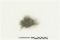 藏品(小扭口苔)的圖片